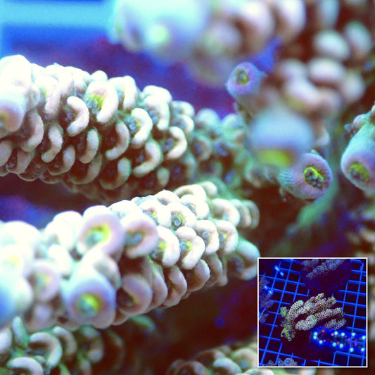 Acro Colony T2E9 macro with colony inset