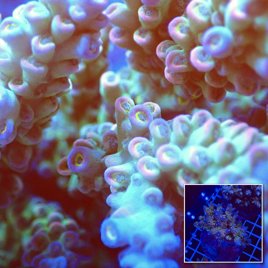 Acro Colony T2F1 macro with colony inset