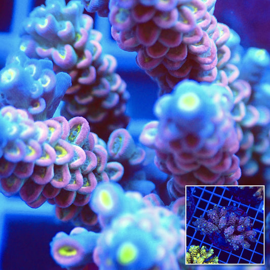 Acro Colony T2F2 macro with colony inset