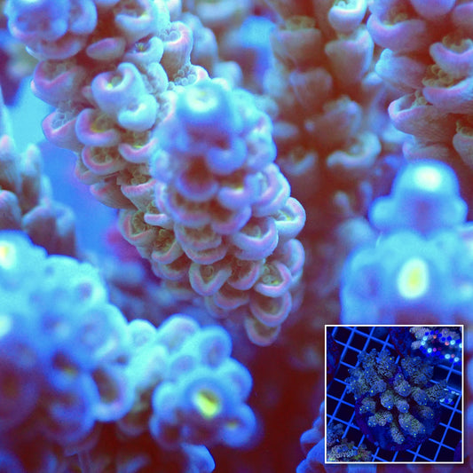 Acro Colony T2F3 macro with colony inset