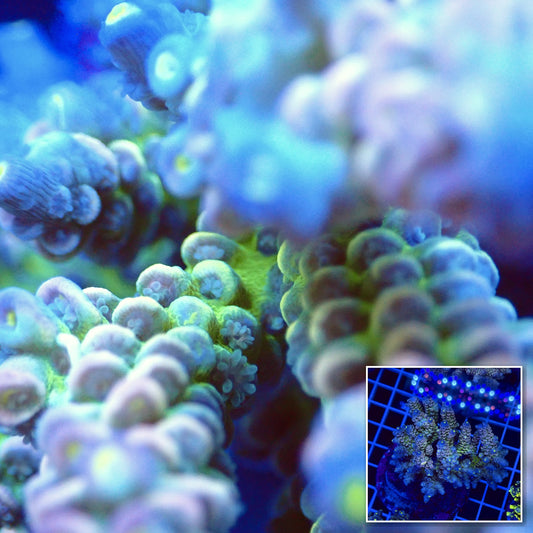 Acro Colony T2F4 macro with colony inset