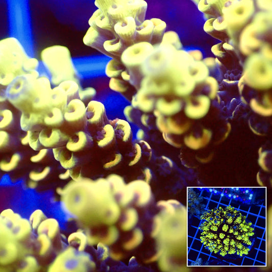 Acro Colony T2F5 macro with colony inset
