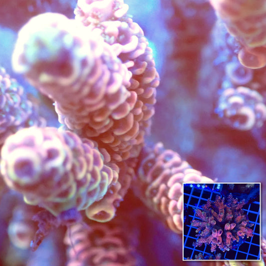 Acro Colony T2F6 macro with colony inset