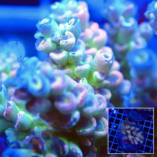 Acro Colony T2F7 macro with colony inset