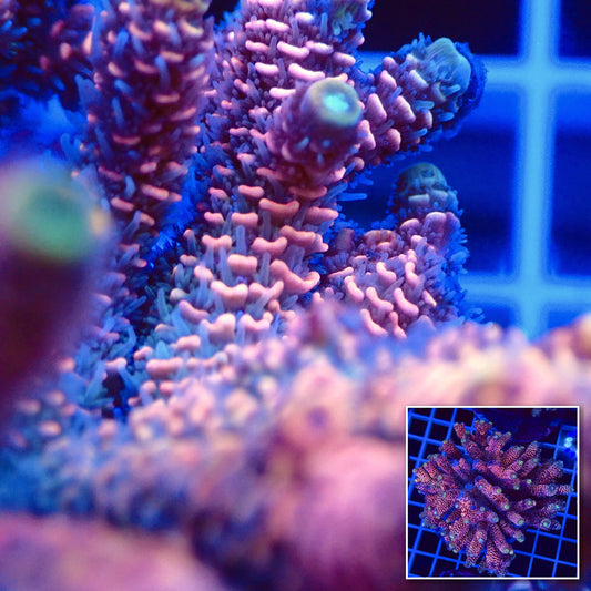 Acro Colony T2F8 macro with colony inset