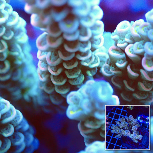 Acro Colony T2F9 macro with colony inset