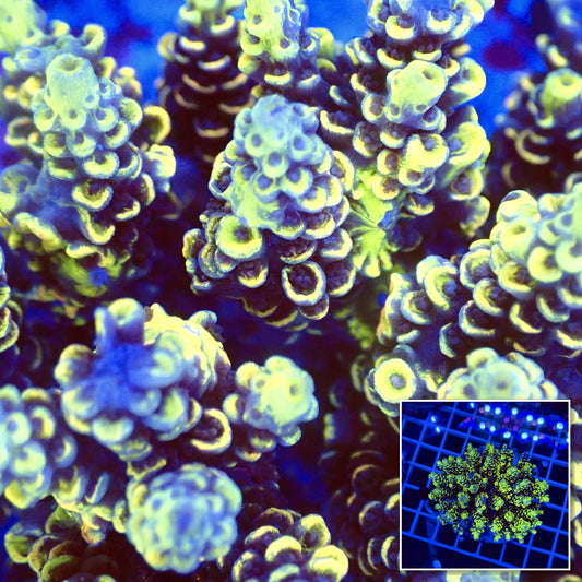 Acro Colony T2G10 macro with colony inset