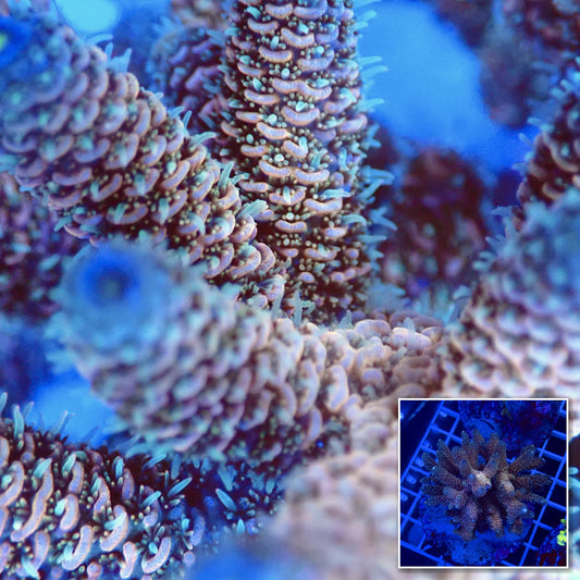 Acro Colony T2G1 macro with colony inset