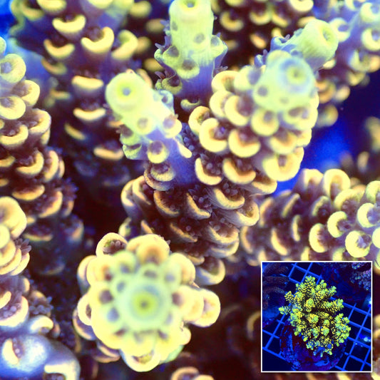 Acro Colony T2G2 macro with colony inset