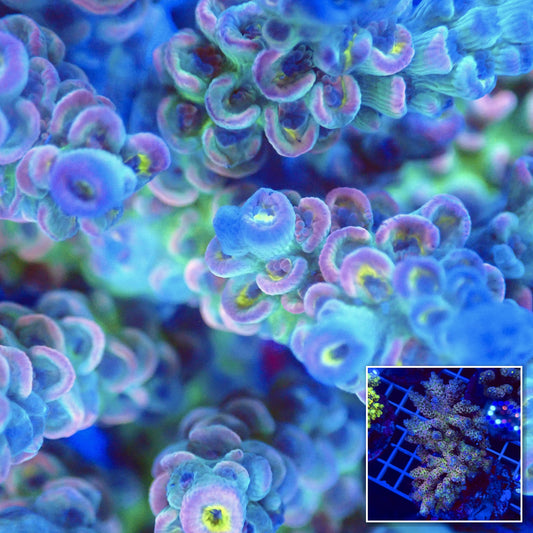 Acro Colony T2G3 macro with colony inset