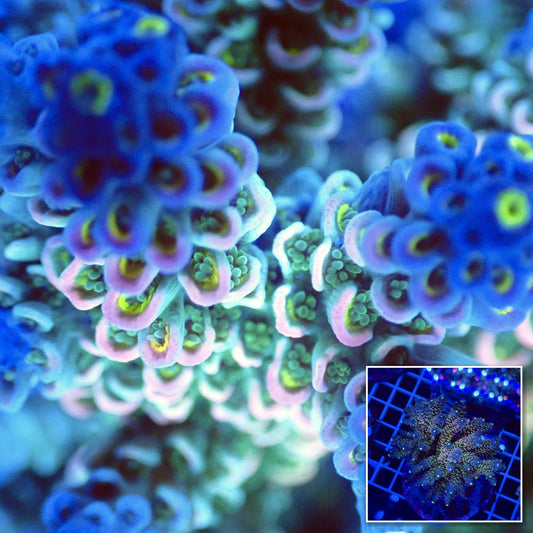Acro Colony T2G4 Supernova macro with colony inset