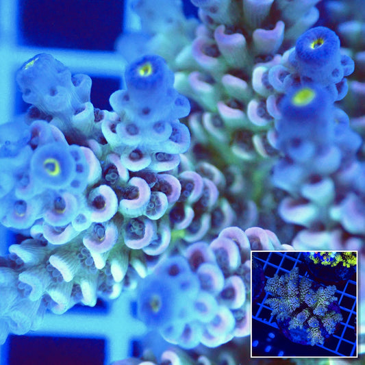 Acro Colony T2G5 Supernova macro with colony inset