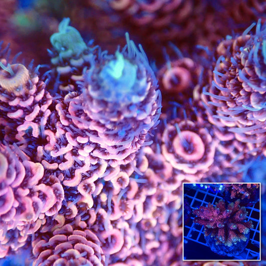 Acro Colony T2G6 macro with colony inset