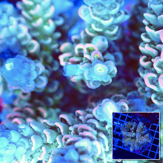 Acro Colony T2G7 Supernova macro with colony inset