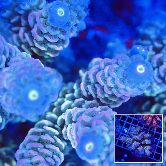 Acro Colony T2G8 Supernova macro with colony inset