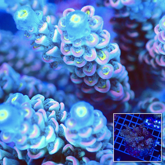 Acro Colony T2G9 macro with colony inset
