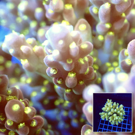 Acro Colony T3A1 macro with colony inset