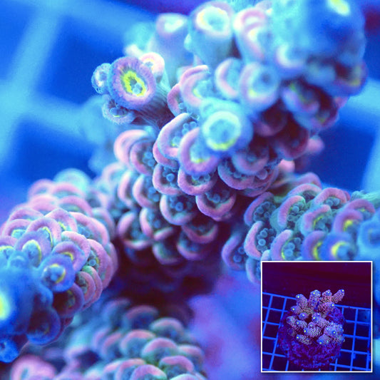 Acro Colony T3A2 macro with colony inset