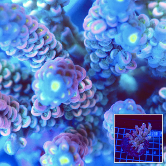 Acro Colony T3A4 macro with colony inset