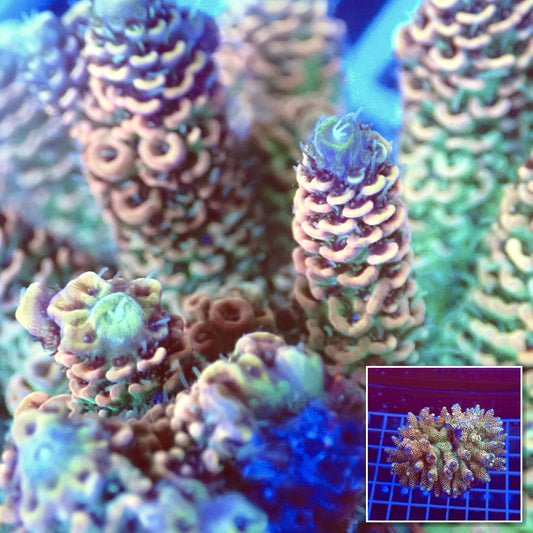 Acro Colony T3A5 macro with colony inset