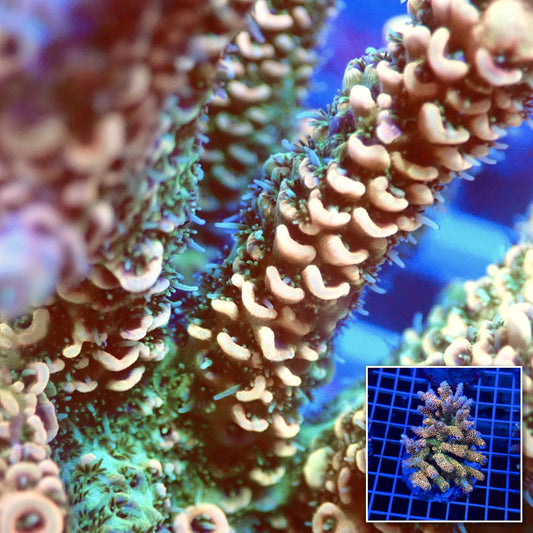 Acro Colony T3B3 macro with colony inset
