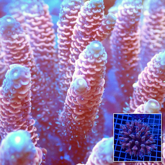 Acro Colony T3B4 macro with colony inset