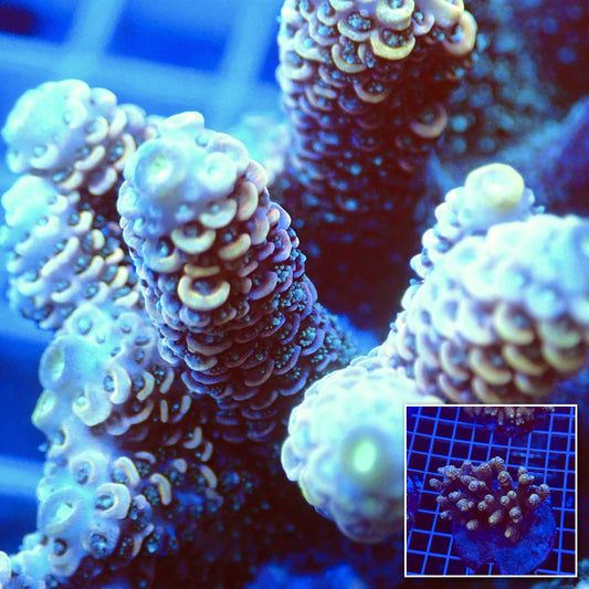 Acro Colony T3B5 macro with colony inset