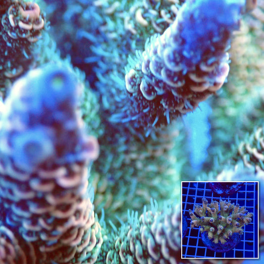 Acro Colony T3B6 macro with colony inset