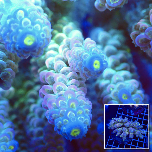 Acro Colony T3C1 macro with colony inset