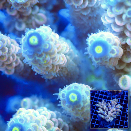 Acro Colony T3C3 Supernova macro with colony inset