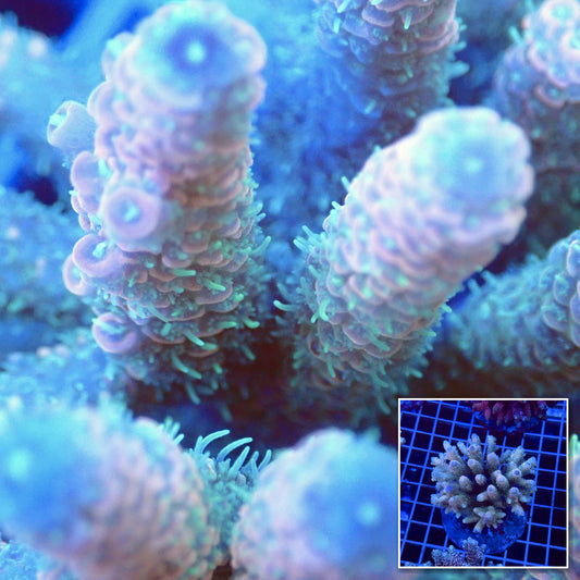 Acro Colony T3C4 macro with colony inset
