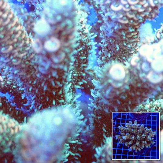 Acro Colony T3C6 macro with colony inset