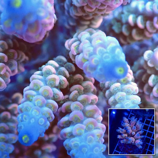 Acro Colony T3D1 macro with colony inset