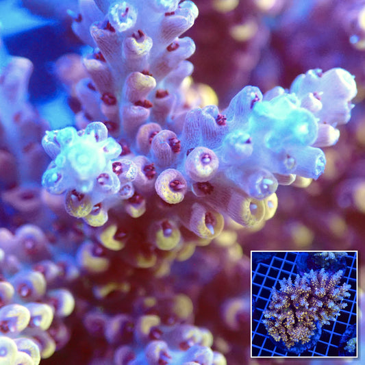 Acro Colony T3D2 macro with colony inset