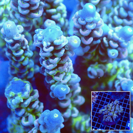 Acro Colony T3D3 macro with colony inset