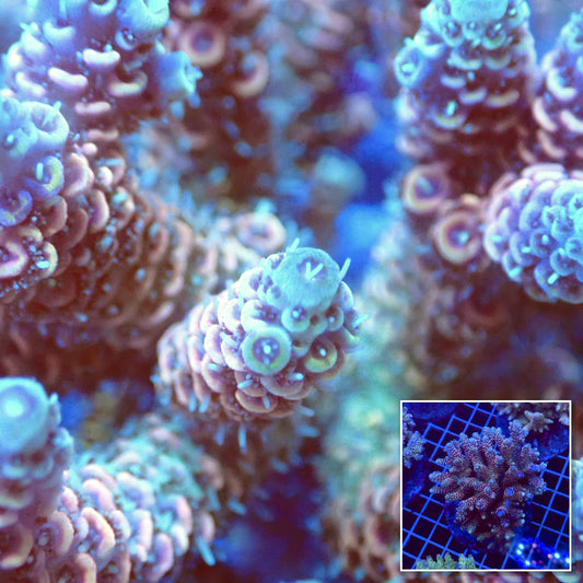 Acro Colony T3D4 macro with colony inset