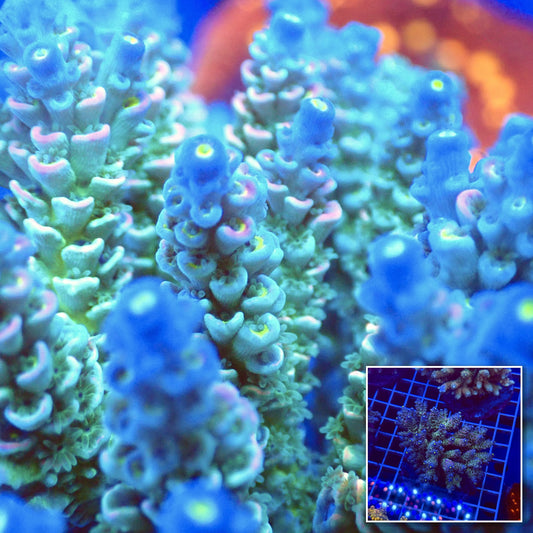 Acro Colony T3D6 macro with colony inset