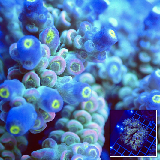 Acro Colony T3E1 macro with colony inset