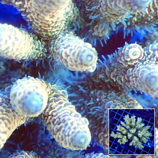 Acro Colony T3E3 macro with colony inset