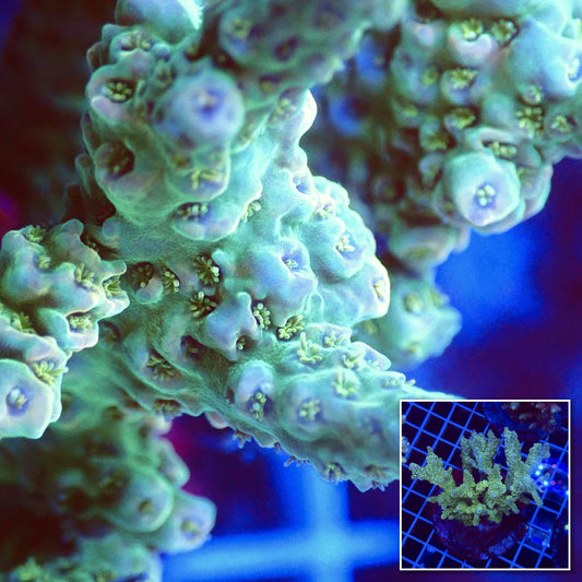 Acro Colony T3E4 macro with colony inset