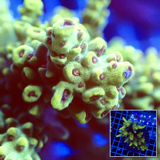 Acro Colony T3E5 macro with colony inset