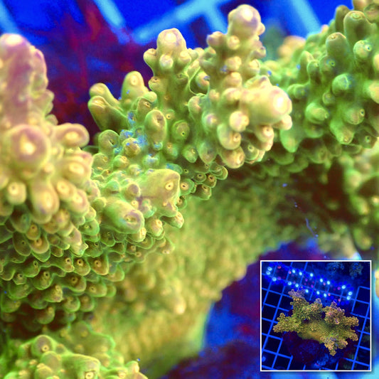 Acro Colony T3E6 macro with colony inset