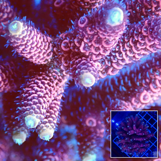 Acro Colony T3F1 macro with colony inset