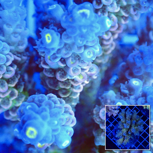 Acro Colony T3F3 macro with colony inset