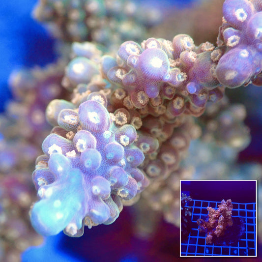 Acro Colony T3G2 macro with colony inset