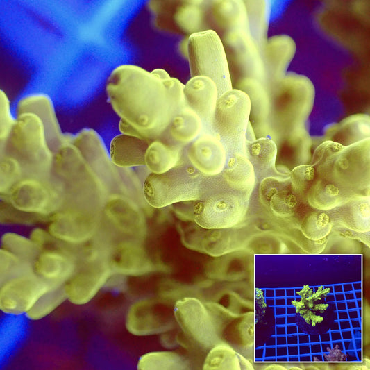 Acro Colony T3G5 macro with colony inset