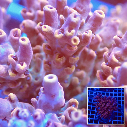 Acro Colony T3H2 macro with colony inset