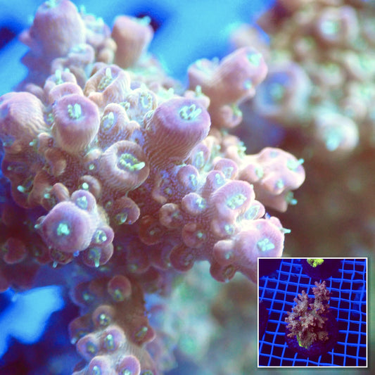 Acro Colony T3H5 macro with colony inset