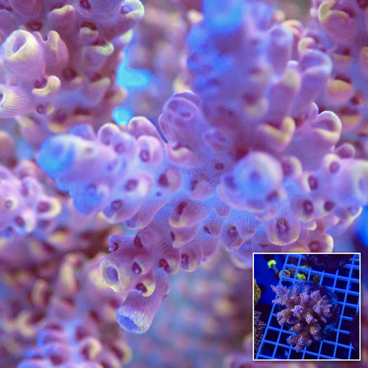 Acro Colony T3I1 macro with colony inset