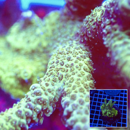 Acro Colony T3I3 macro with colony inset